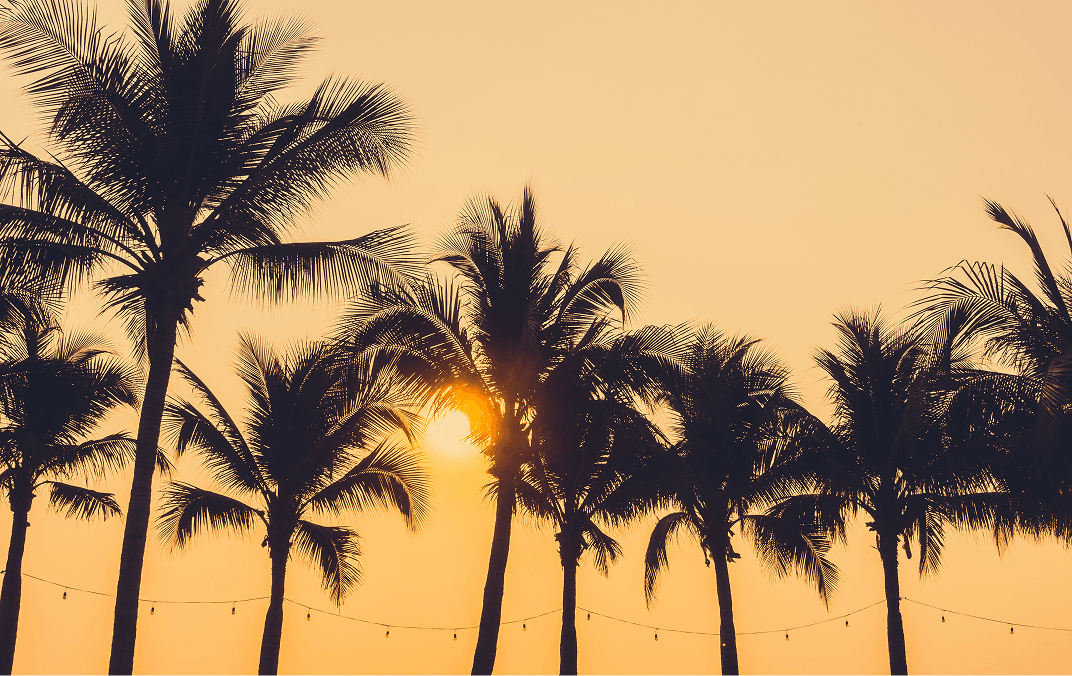 Palm trees sunset